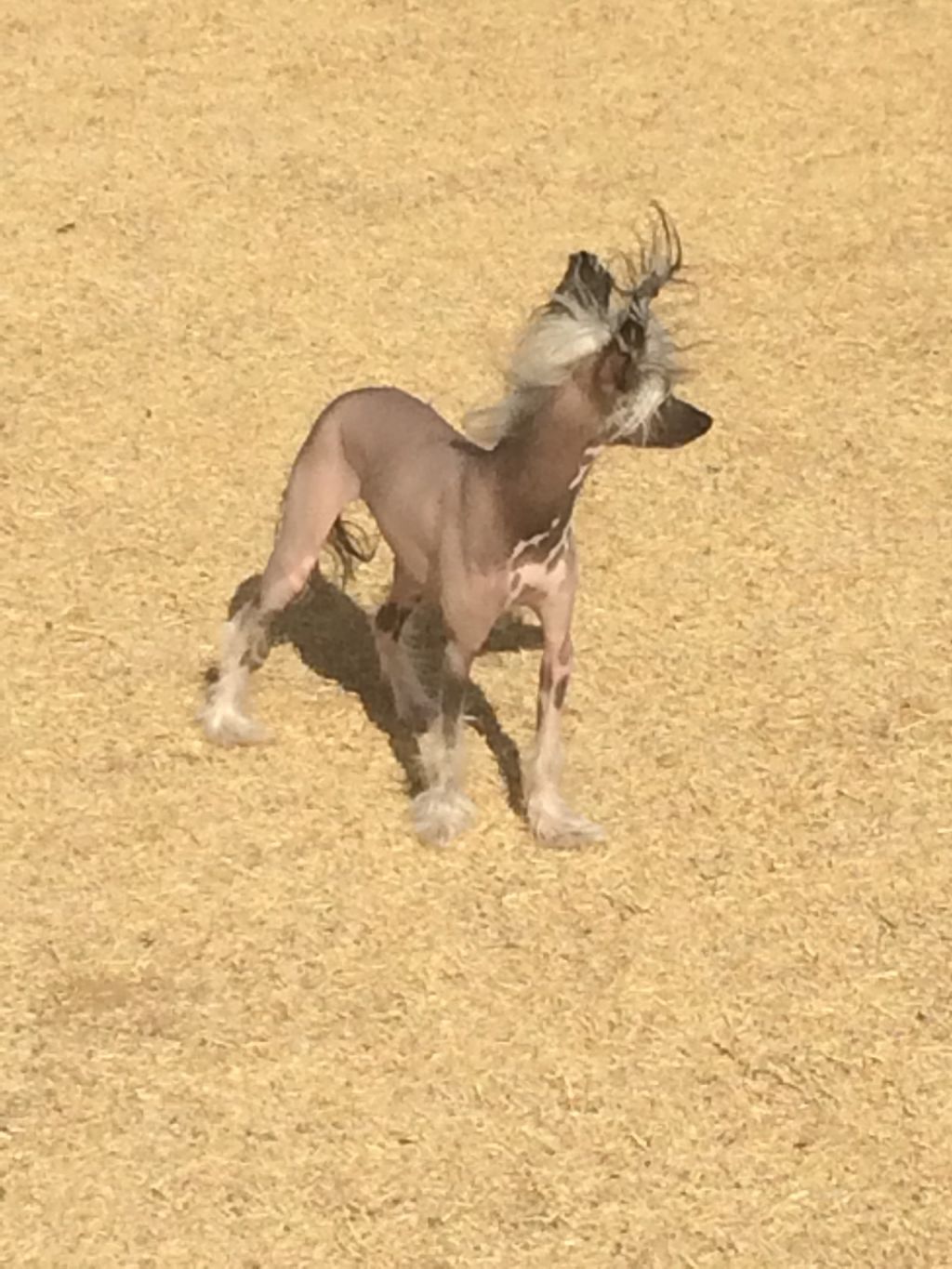 Whatadog Catch Her in Busch Stadium