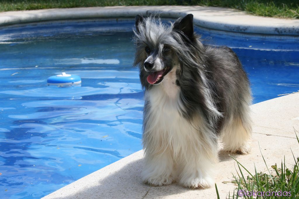 Golden Diamond Cresteds Bethany