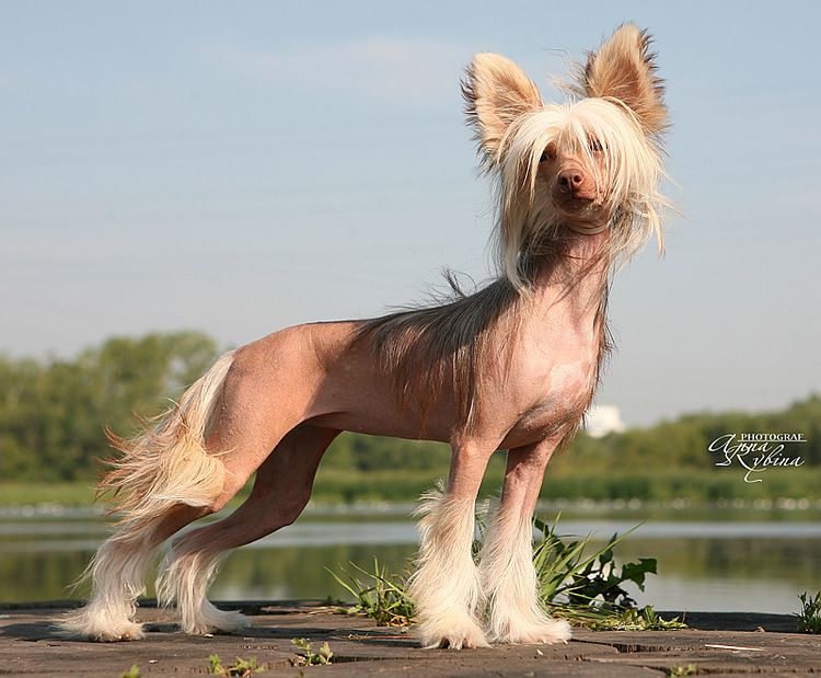 Dogland Happy Fantasy