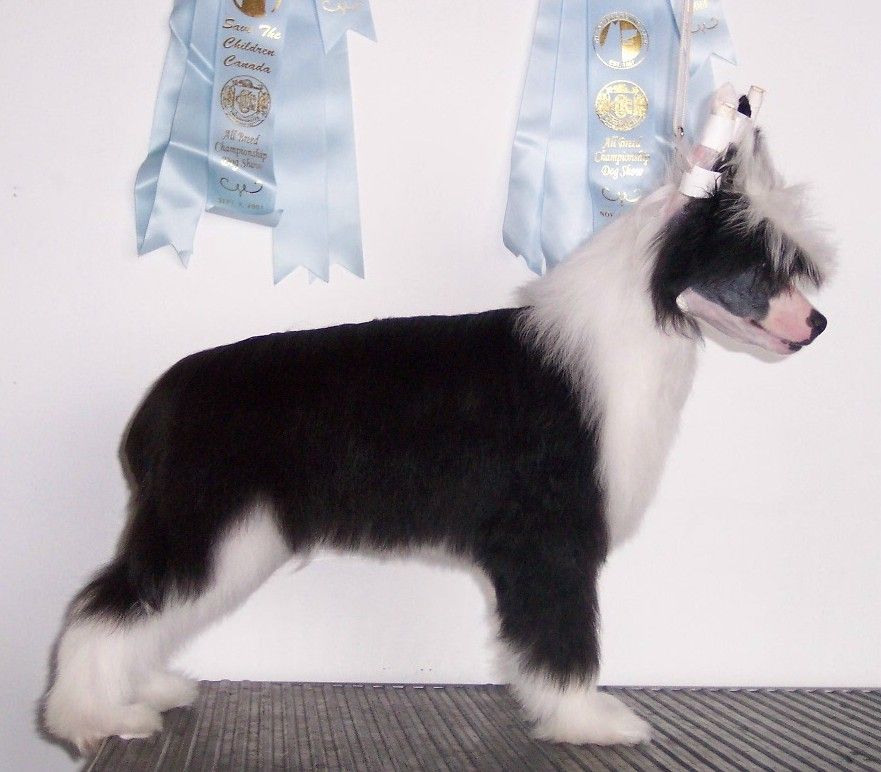 Crestyle The Toyminator