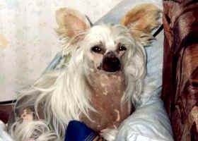 Royalgift Shiksa-Halen