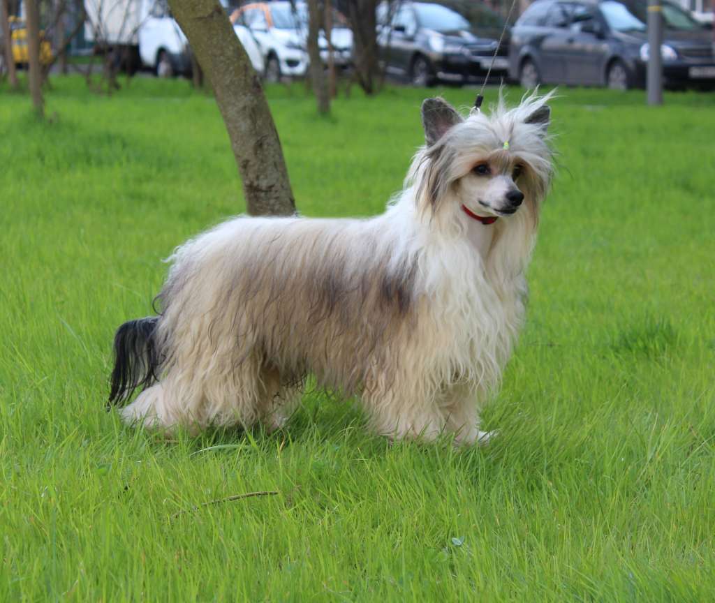 King Lion iz Sozvezdiya Khana