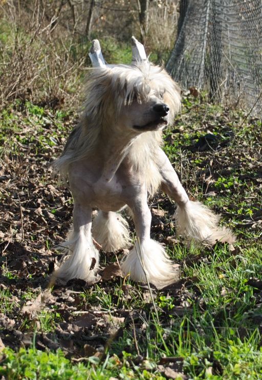 Mongoshi  Issay Miyake