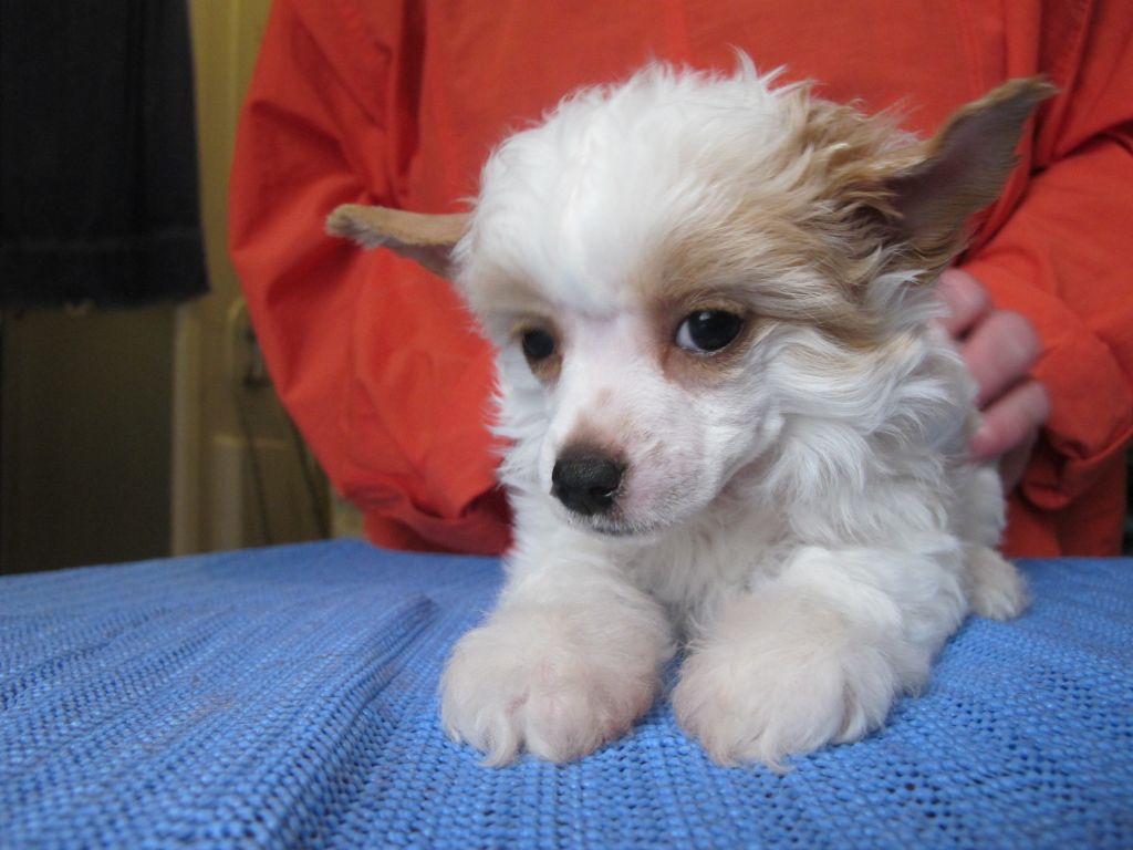 Funky-Monkey Angelinka