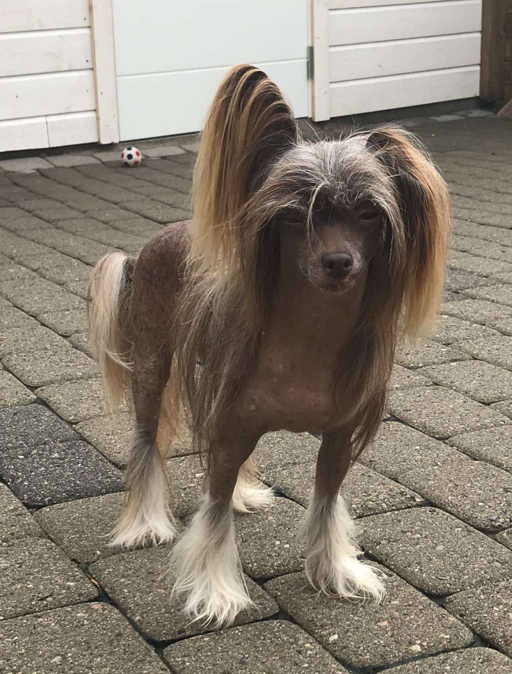 Absolute Souls Bounty