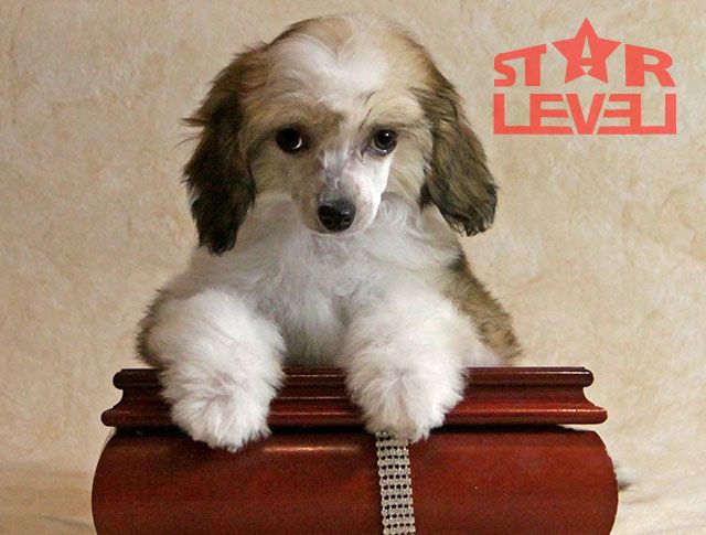 Star Level My Love For You