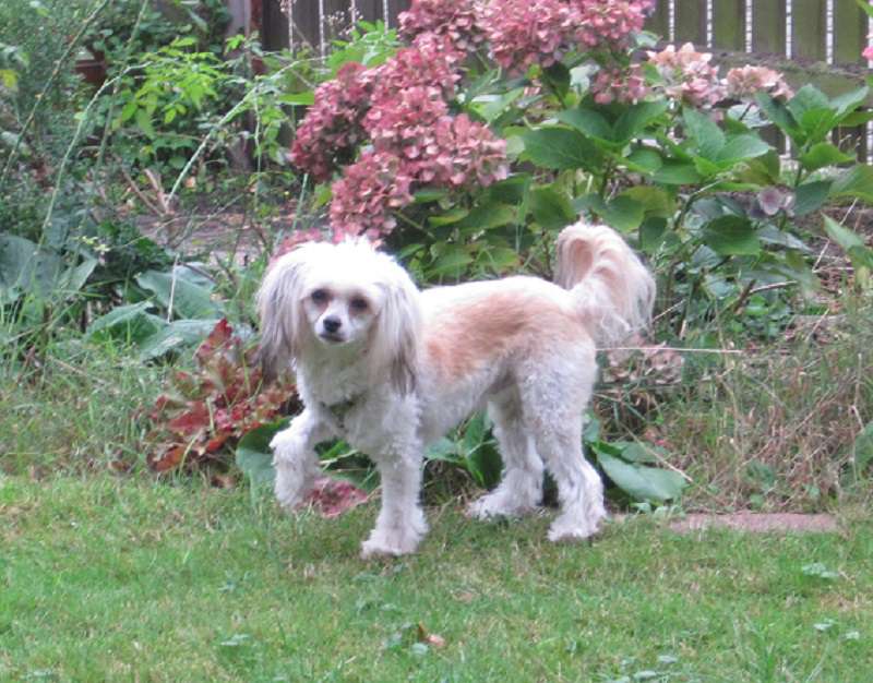 "Pashmina" von den Windpferden