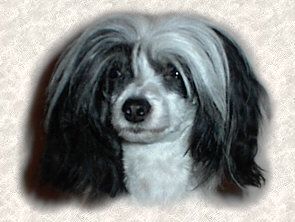 Mini-Crest Amazing Girl