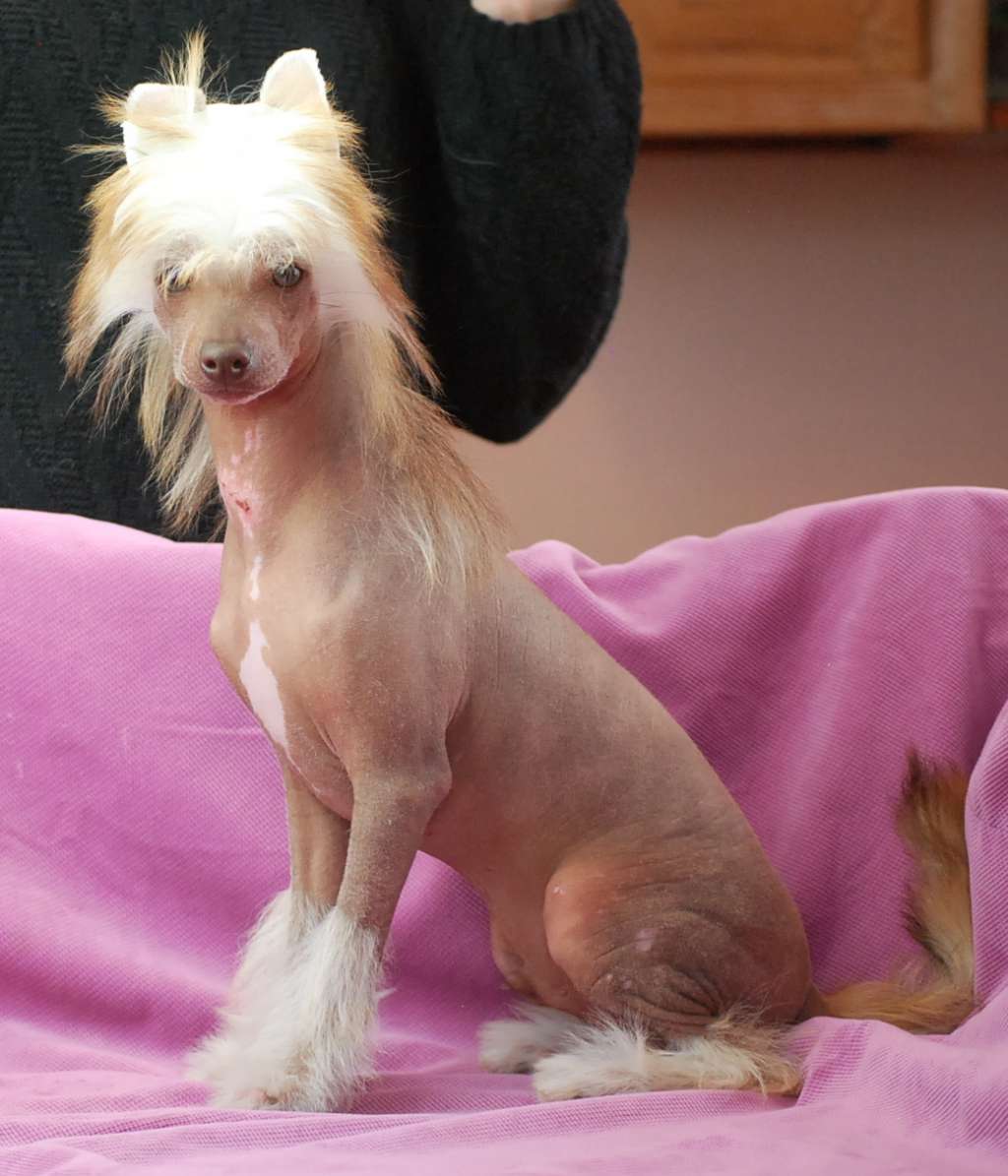 Little Dog Of Dream Le Comte