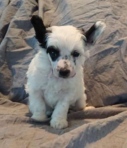 Proud Pony Scarlet Knight