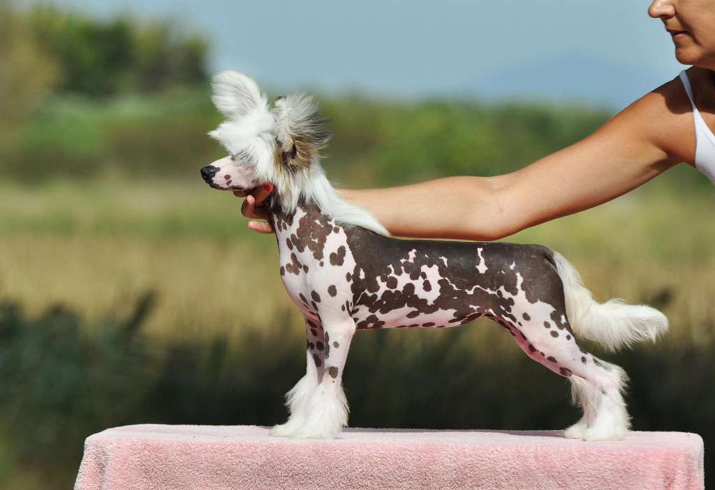 Victorys Laurel Never A Dull Moment