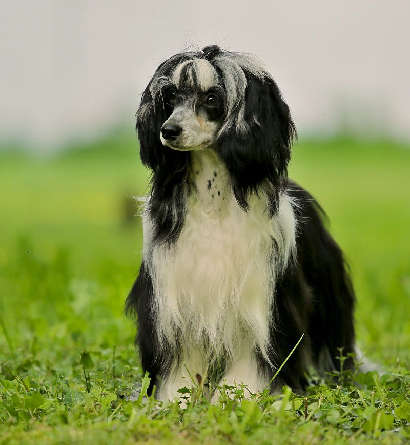 Anna Sky Kennel Tequila Boom