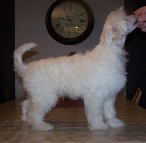 Amelion's Qvicksilver