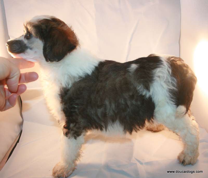 Doucai Don't Dunk The Donnut