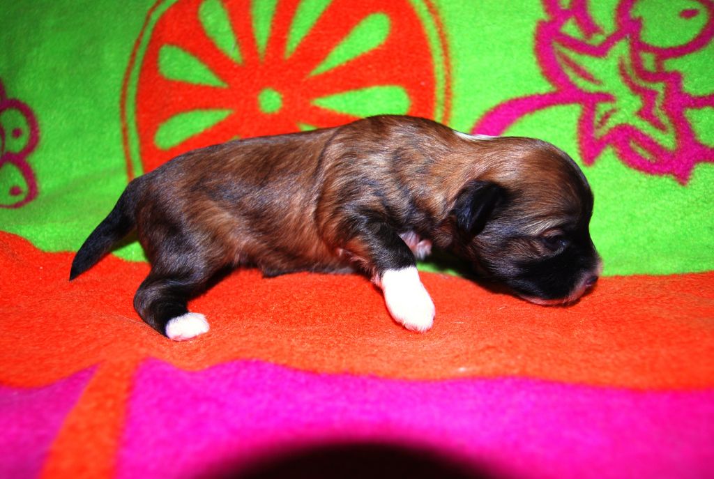 Charisma Kinu Legenda