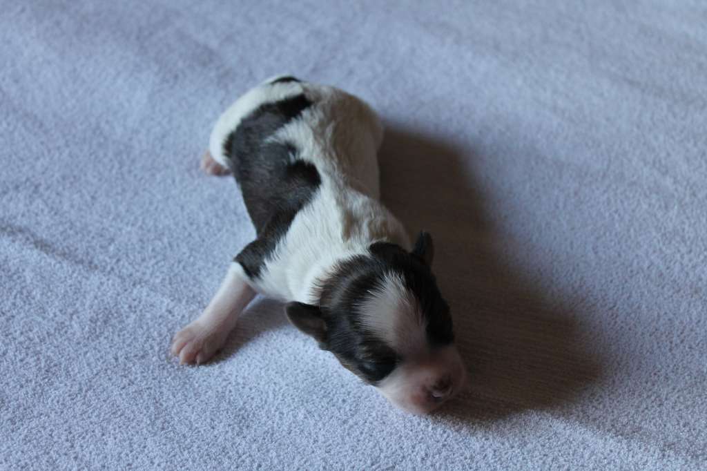 Chattanooga's Tyyntä Ennen Myrskyä