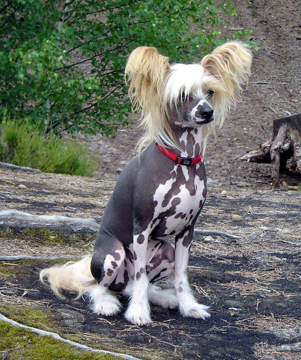 Wizard Gold od Chlpíku