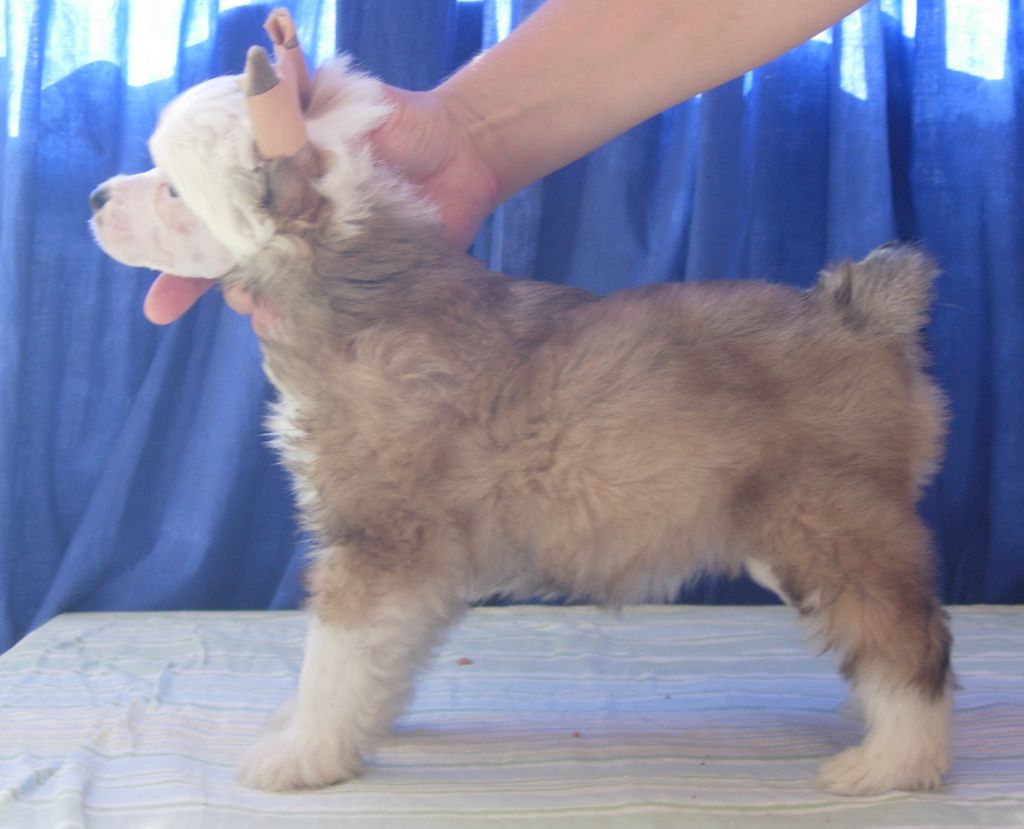 Sun Dan Love Message