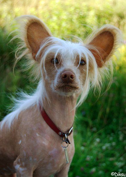 Joyway's She's The One