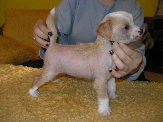 Bi-meishi ze Shetlandu