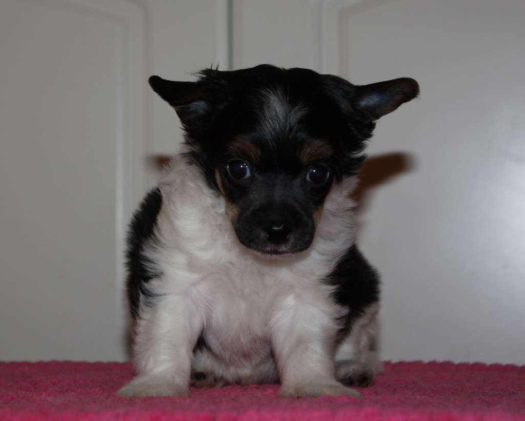 Viuvaun Lickety-Split