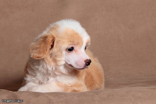 Vanilla Ais Krim  Smargo Haus