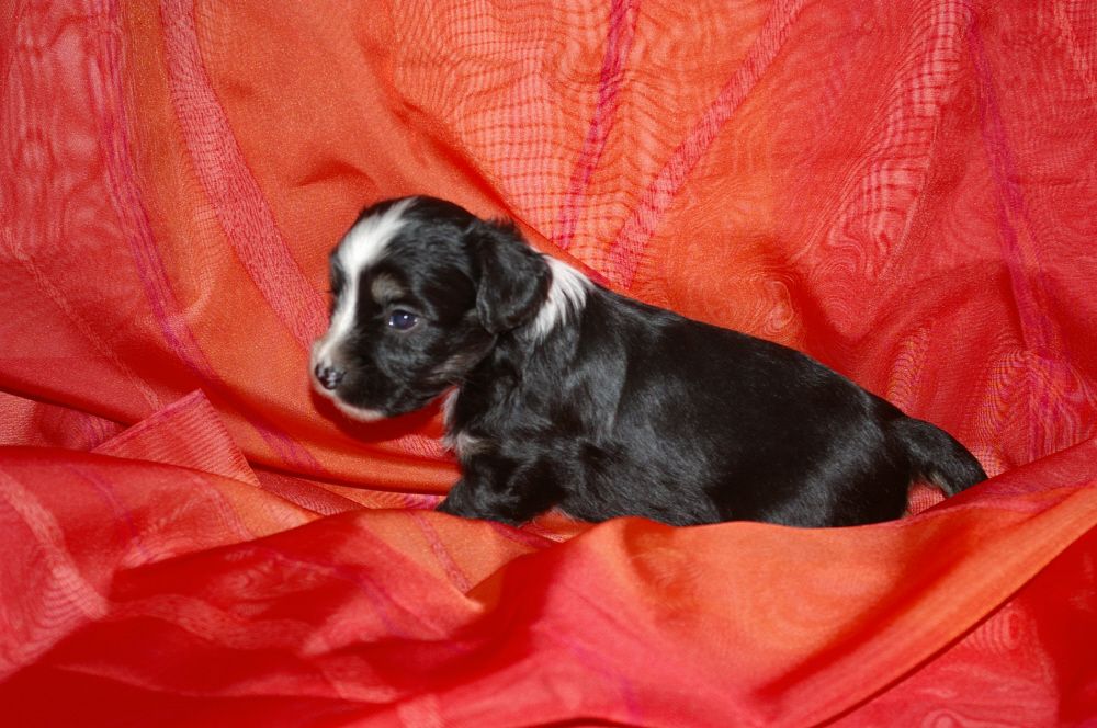 Bernhard vom siebten Himmel