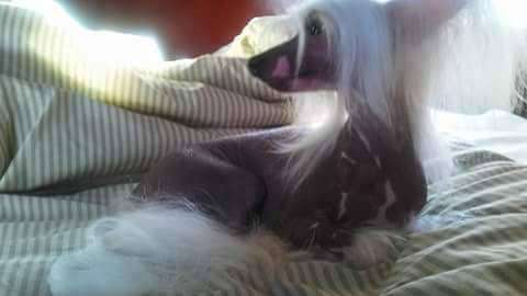 Pinky Twinky Nearly Perfect