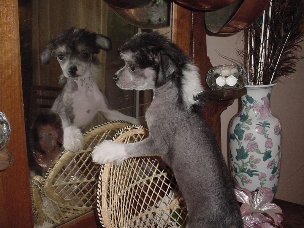 NH3 Mildred CelesteRazzamutazz M WL