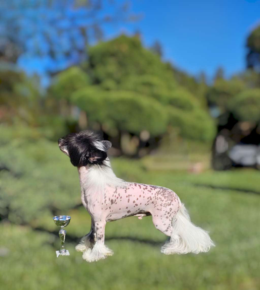 Dakota Rose Spots It's Better