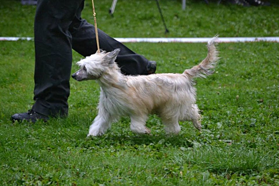 Curlycrest's Burning Bridges