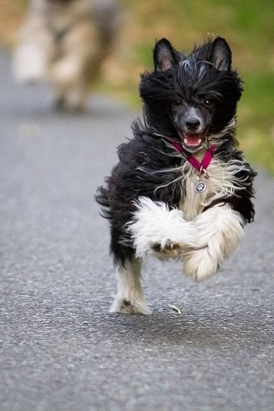 Westfire's Away N Come By