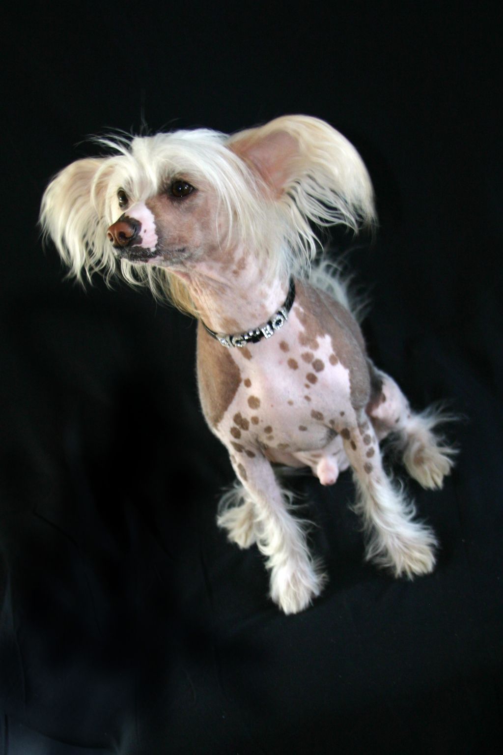 Westlake Big Boi's Love Below