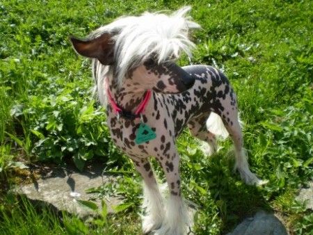 Boogie Woogie Bohemia Ortles