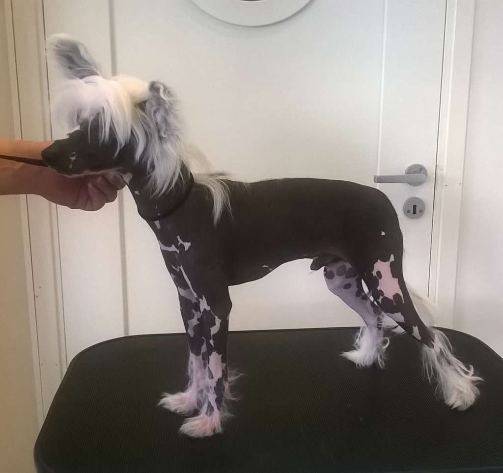 Tailswing's A Precious Survivor