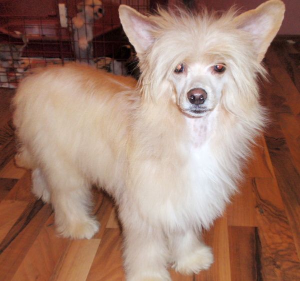 Ice-Ichi ze Shetlandu