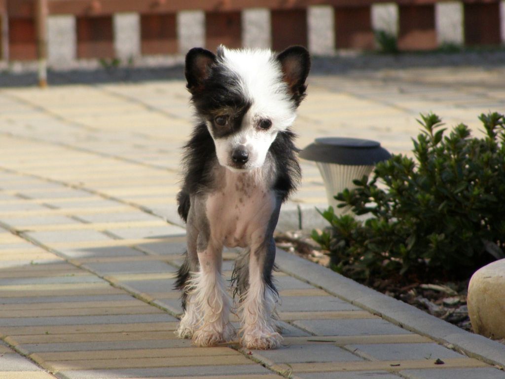 Blair Little Sweetie