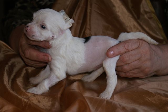 Vellar Pljus Fantaziya