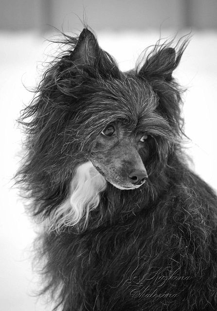 Benjamin Black ot Daksa