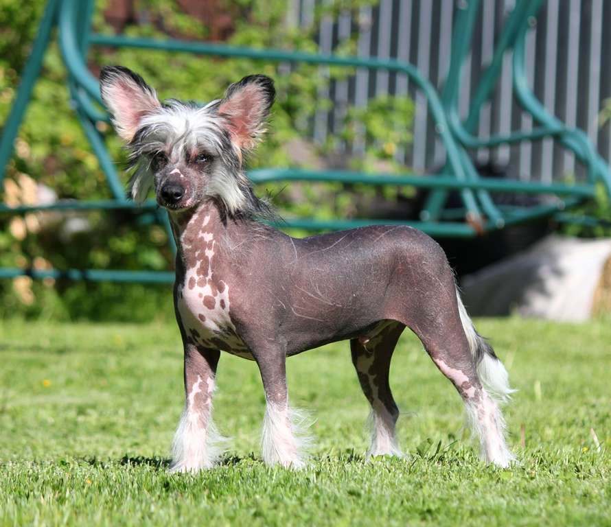 Dominic  Rainbow Mirage dlya Liris