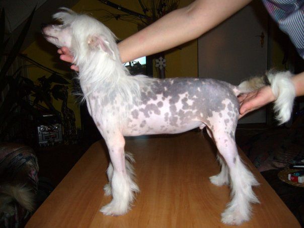 Almett Stars Chose Savente