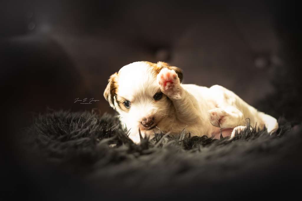 Druna Helgasdóttir from Vikings Castle