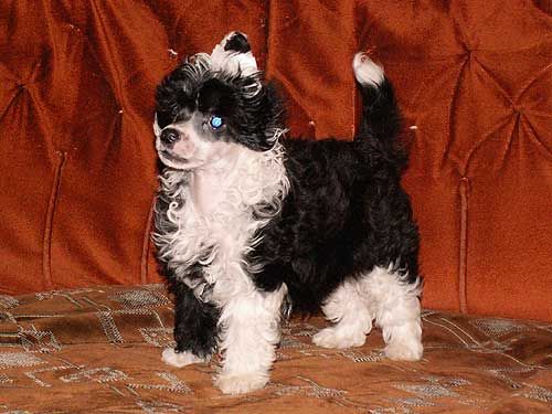 Fantastik Kashmir Gan Batist