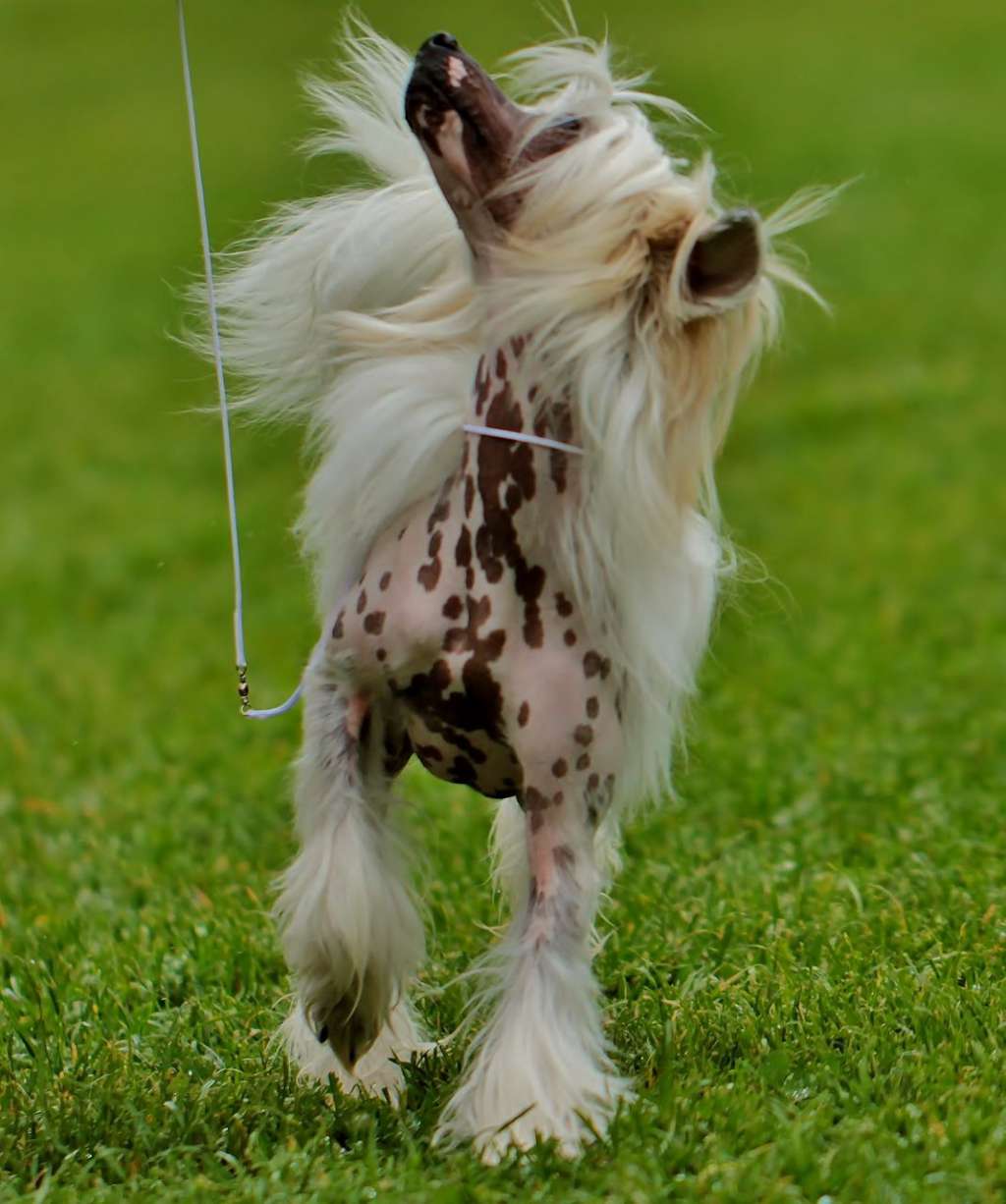 Behira vom Blühmchen