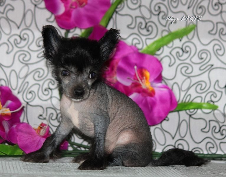 Rio-de- ZHaneiro dlya Liris