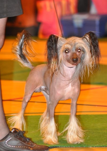 Artic Flyer's Classic Design