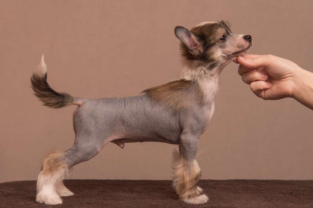 Anna Sky Kennel New Flyer Express