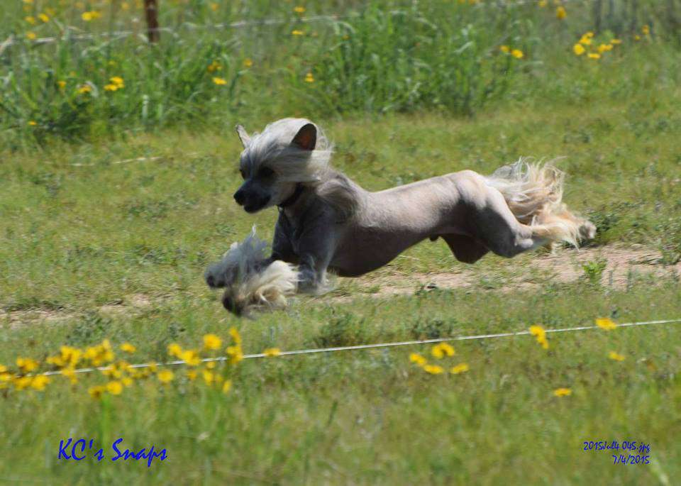 Golden Diamond Cresteds Tobago