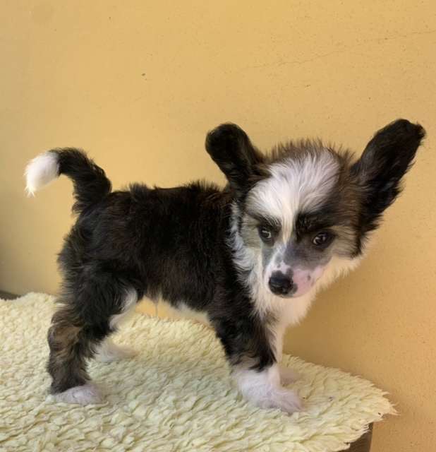 Garibaldi powder Ankadi