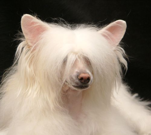 Zhannel's Uptown Girl